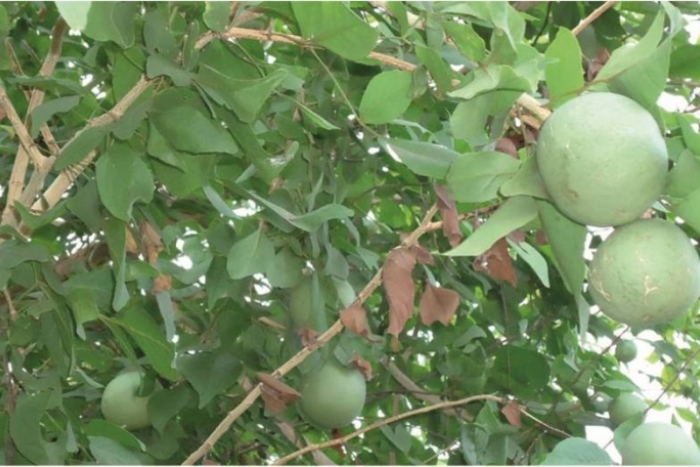 Bael fruit tree